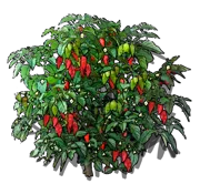 Plant - Naga Jolokia pepper