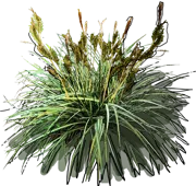 Plant - Variegata Carex ornithopoda