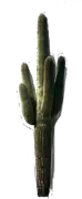 Plant - Saguaro