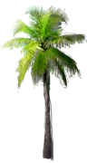 Plant - Coconut Palm