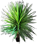 Plant - Cordyline indivisa