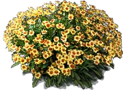 Plant - Coreopsis Autumn Blush