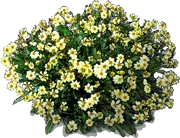 Plant - Coreopsis Moonlight