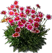 Plant - Coreopsis Ruby Frost