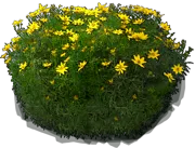 Plant - Threadleaf coreopsis