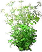 Plant - Cilantro