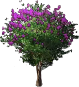 Plant - Lagerstroemia indica archeriana