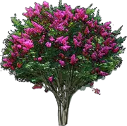 Plant - Lagerstroemia indica Tuscarora