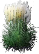 Plant - Pampas grass \u0027Pumila\u0027