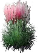 Plant - Pampas grass Pink