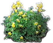 Plant - Corydalis lutea