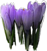 Plant - Crocus \u0027Purpureus Grandiflorus\u0027