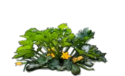 Plant - Long of Naples