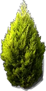 Plant - Goldcrest Monterey Cypress