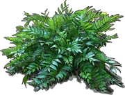 Plant - Holly Fern