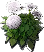 Plant - Dahlia pompoms \u0027White Aster\u0027