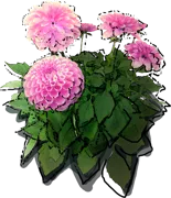 Plant - Dahlia pompoms \u0027Franz Kafka\u0027