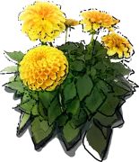 Plant - Dahlia pompoms \u0027Potgieter\u0027