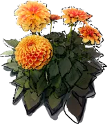 Plant - Dahlia pompoms \u0027Sylvia\u0027