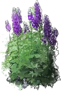 Plant - Delphinium