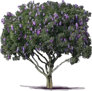 Plant - Texas Mountain Laurel