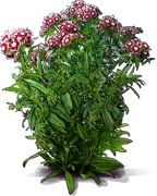 Plant - Sweet William \u0027Holborn Glory\u0027