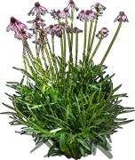 Plant - Echinacea laevigata