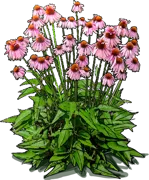 Plant - Echinacea purpurea Double Decker