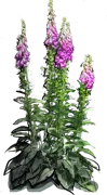 Plant - Common Foxglove