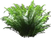 Plant - Wood Fern