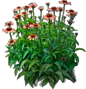 Plant - Coneflower \u0027Big Sky Sundown\u0027