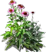 Plant - Purple coneflower