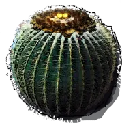 Plant - Echinocactus grusonii