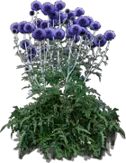 Plant - Small globe thistle