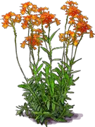 Plant - Five\u002DStar Reed Stem Orchid