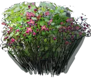 Plant - Epimedium red