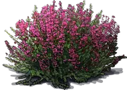 Plant - Bell Heather \u0027C.D. Eason\u0027