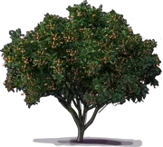 Plant - Japanese Loquat