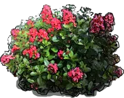 Plant - Escallonia Red Elf