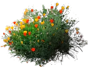 Plant - California poppy