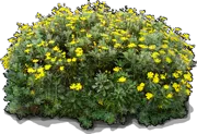 Plant - Golden shrub daisy