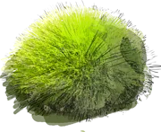 Plant - Bearskin Fescue