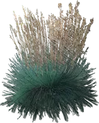 Plant - Blue Fescue \u0027Sea Urchin\u0027