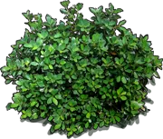 Plant - Green Island Ficus