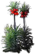 Plant - Crown Imperial \u0027Rubra\u0027