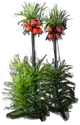 Plant - Crown Imperial