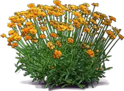 Plant - Blanket Flower \u0027Oranges and Lemons\u0027