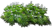 Plant - Sweet woodruff