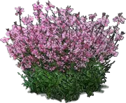 Plant - Pink Cloud Gaura