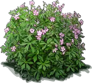 Plant - Spotted Cranesbill